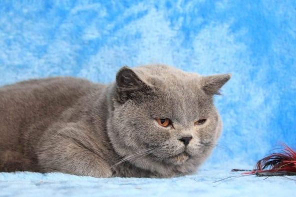 British Shorthair