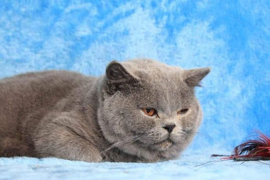 British Shorthair