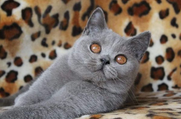 British Shorthair