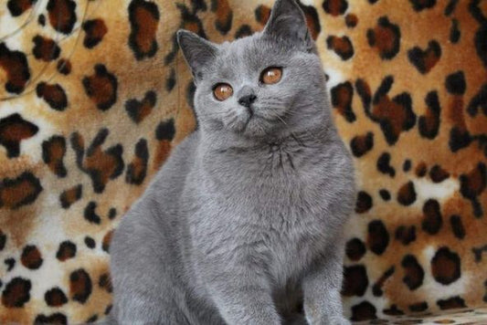 British Shorthair