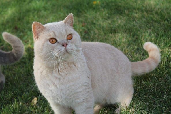 British Shorthair