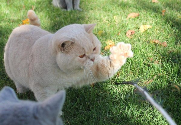 British Shorthair