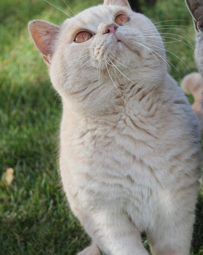 British Shorthair