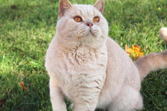 British Shorthair