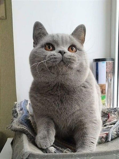 British Shorthair