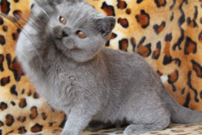 British Shorthair