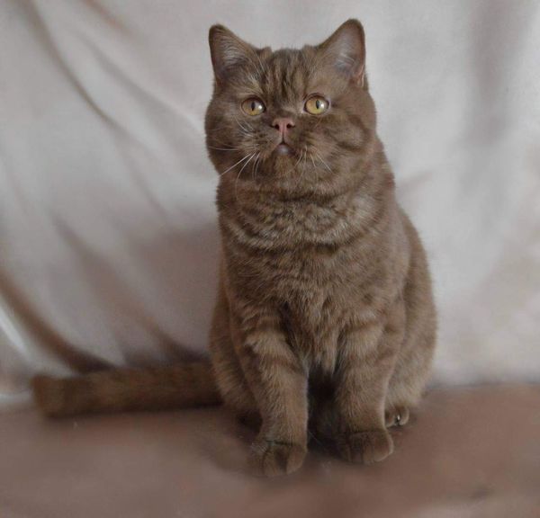 British Shorthair