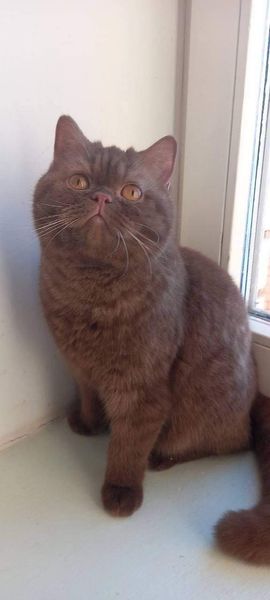 British Shorthair