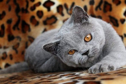 British Shorthair