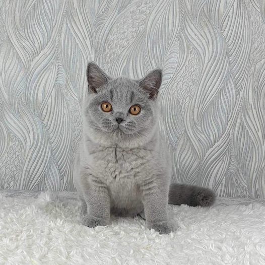 British Shorthair