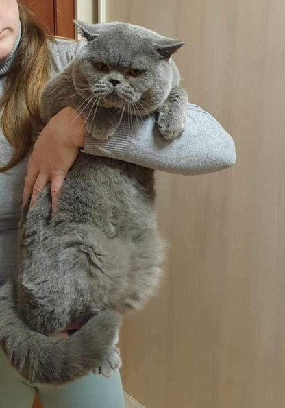 British Shorthair