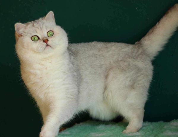 British Shorthair