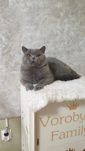 British Shorthair