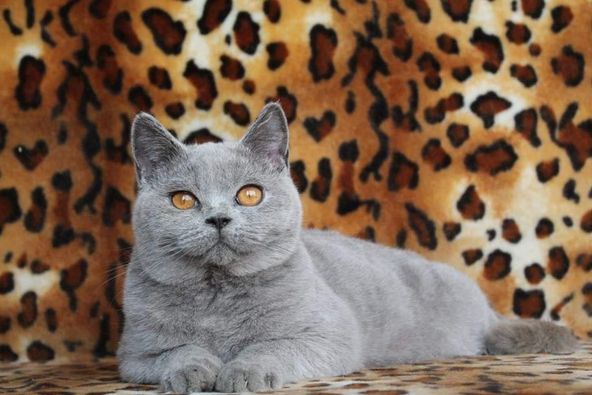 British Shorthair