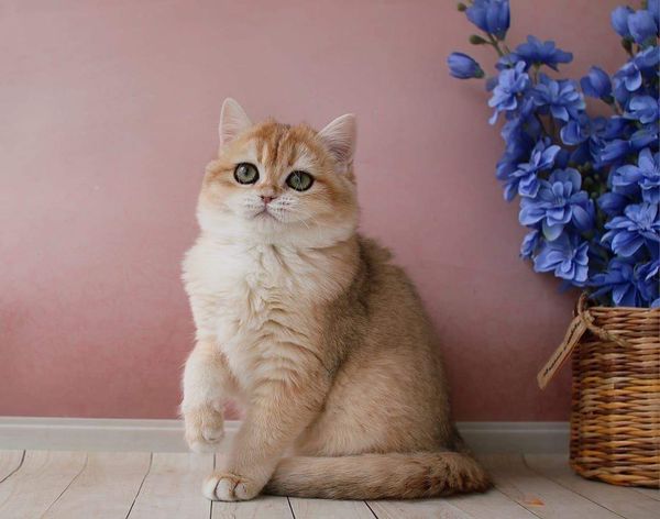 British Shorthair