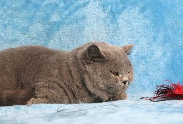 British Shorthair