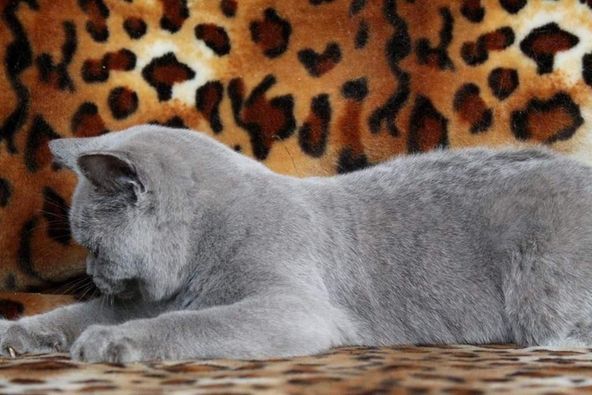 British Shorthair