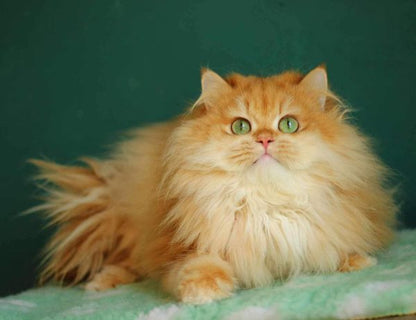 British Longhair