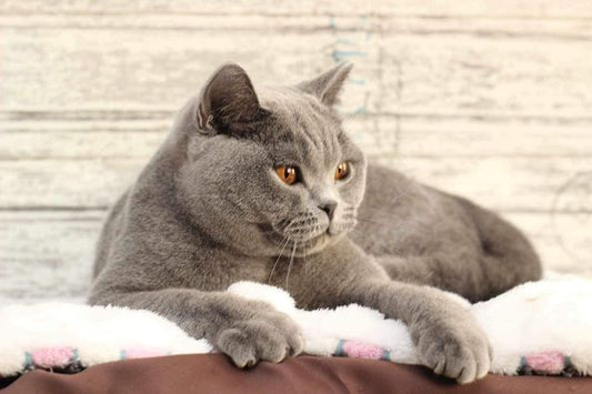 British Shorthair