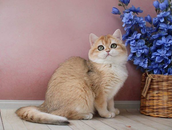 British Shorthair