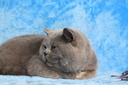 British Shorthair