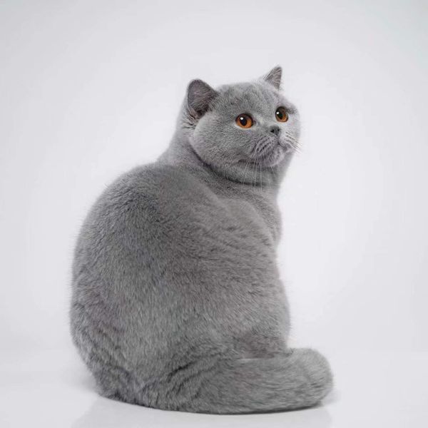 British Shorthair