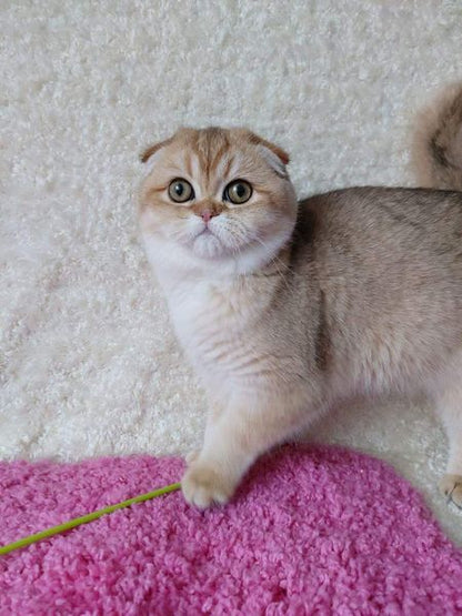 Scottish Fold