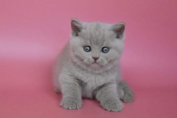 British Shorthair