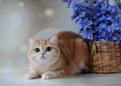 British Shorthair