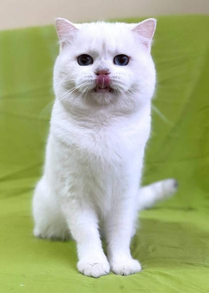 British Shorthair