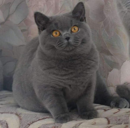 British Shorthair