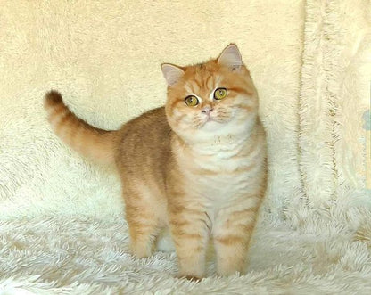 British Shorthair