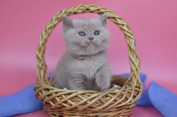 British Shorthair