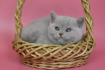 British Shorthair