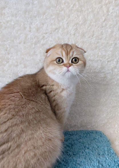 Scottish Fold