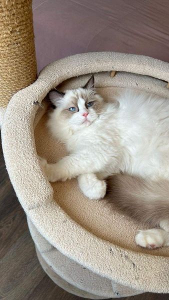 Ragdoll