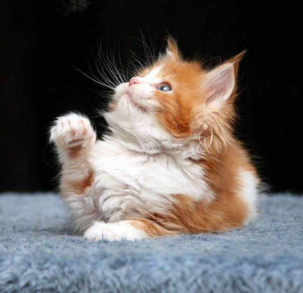 Maine Coon