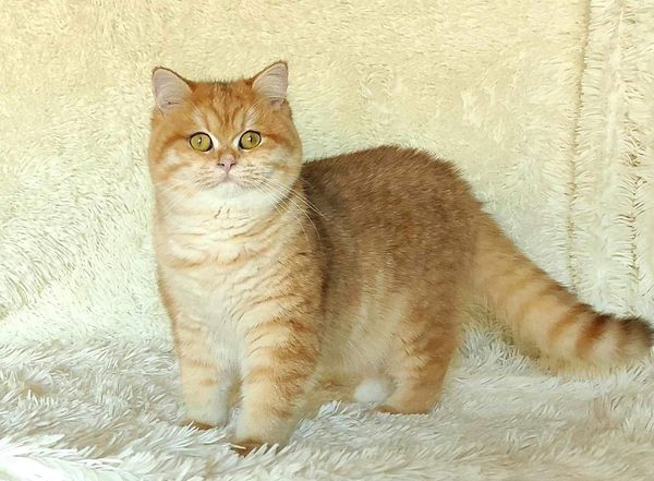 British Shorthair