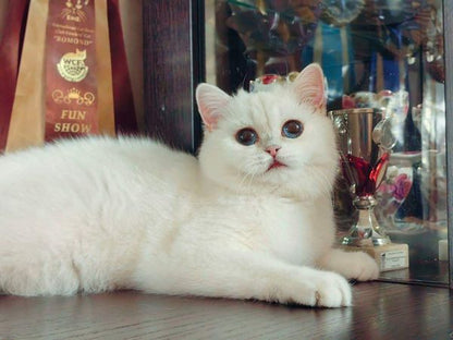 British Shorthair