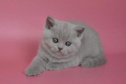 British Shorthair