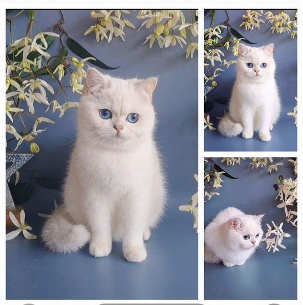 British Shorthair