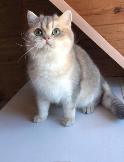 British Shorthair