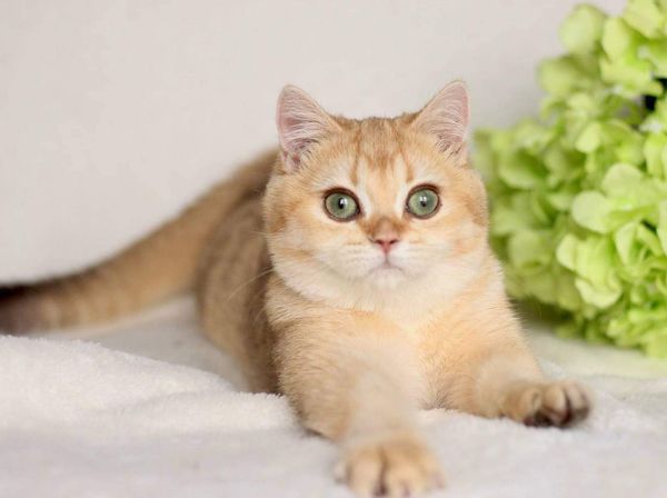 British Shorthair