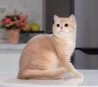 British Shorthair