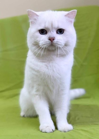 British Shorthair