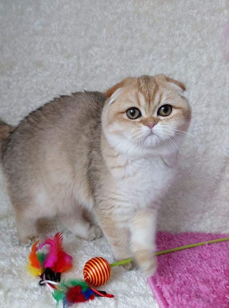 Scottish Fold