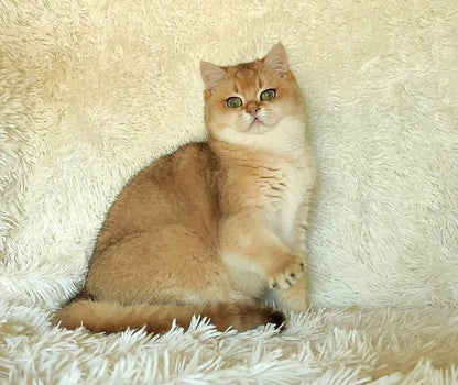 British Shorthair