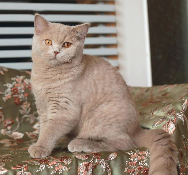 British Shorthair