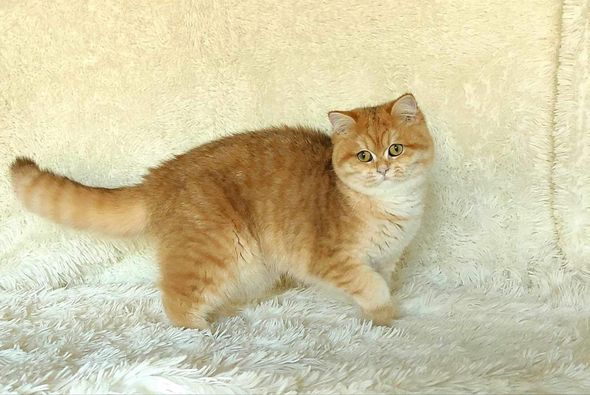 British Shorthair