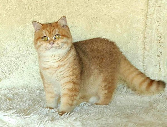 British Shorthair